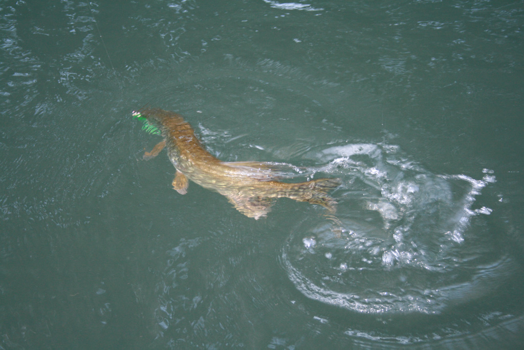 peche%20oct%202008%20041
